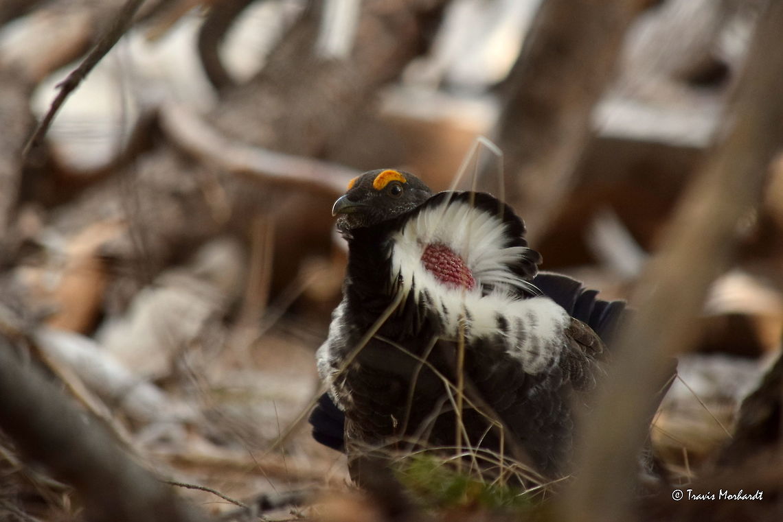 Cock Dusky Grouse This cock dusky grouse was both amusing and frustrating to photograph. I heard him &quot;hooting&quot;, which consists of the bird puffing up his throat sacs, seen on either side of the neck, and making deep, low vibrations. The vibrations can be difficult to hear, and often times are described as being felt, rather than heard. <br />
<br />
I started looking around for the source and found this grouse sitting in the shade of a large spruce. And then commenced an interesting game of cat and mouse. I would advance slowly, and once I was at a distance of about 10-15 meters, he would put up his fan-like tail and waddle away. He never went far, sometimes only moving a few meters. But as soon as he was out of sight, I could hear him hooting again. It was like the classic saying &quot;out of sight, out of mind.&quot; It&#039;s almost as if he forgot about me once he couldn&#039;t see me. <br />
<br />
Eventually he tucked himself in some brush and I got down on my belly and army crawled to within 5 meters and was able to take some photos. There was a lot of grass and twigs and other distracting organics around, but I couldn&#039;t move or I would risk starting the whole process over. Eventually he hopped up into a tree and I had to be content with the ground shots I got. Captured in north Idaho&#039;s Selkirk Mountains. Dendragapus obscurus,Dusky Grouse,Geotagged,Idaho,United States,Winter,birds,grouse