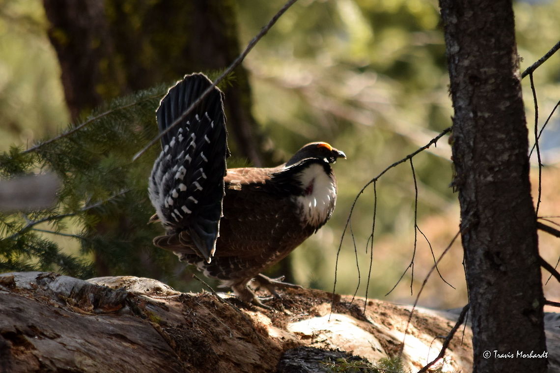 Dusky Grouse Display A cock dusky grouse displaying is brilliantly patterned tail feathers. Displayed in north Idaho&#039;s Selkirk Mountains. Birds,Dendragapus obscurus,Dusky Grouse,Geotagged,Idaho,United States,Winter,grouse