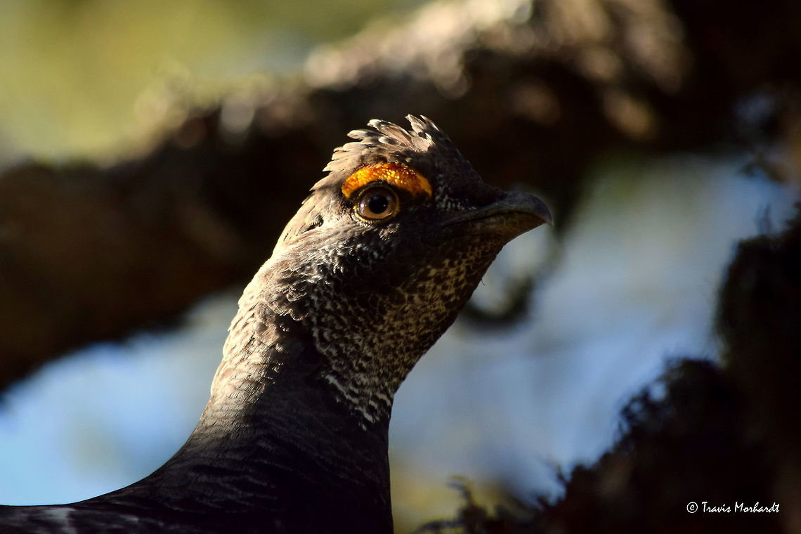 Cock Dusky Grouse Displaying Crest A cock dusky grouse displays his crest feathers on the top of his head as he hides in a spruce tree just out of reach. Hiding in north Idaho&#039;s Selkirk Mountains. Dendragapus obscurus,Dusky Grouse,Geotagged,Idaho,United States,Winter,birds,grouse
