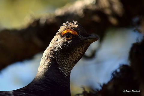 Cock Dusky Grouse Displaying Crest A cock dusky grouse displays his crest feathers on the top of his head as he hides in a spruce tree just out of reach. Hiding in north Idaho's Selkirk Mountains. Dendragapus obscurus,Dusky Grouse,Geotagged,Idaho,United States,Winter,birds,grouse