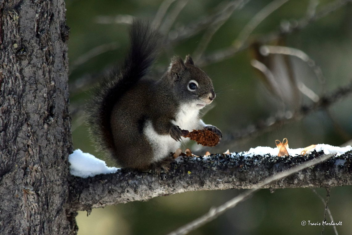 Red Squirrel with His Prize A red squirrel perches on a tree branch eyeing me suspiciously as I get close for a photo. He is probably thinking that I am an intruder trying to steal his pine nut that he has clearly devoured, when all I really want are his great poses! Captured in north Idaho's Selkirk Mountains. American red squirrel,Geotagged,Idaho,Tamiasciurus hudsonicus,United States,Winter,mammals