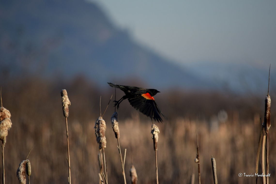 Red-winged Blackbird Takes Flight A red-winged blackbird takes flight from a cattail in north Idaho&#039;s Kootenai Wildlife Refuge. These birds are migratory and show up in late winter to early spring and are a welcome sign of warmer weather to come. Agelaius phoeniceus,Geotagged,Idaho,Red-winged blackbird,United States,Winter,birds