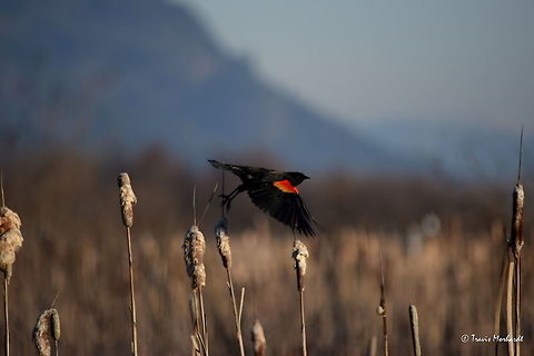 Red-winged Blackbird Takes Flight A red-winged blackbird takes flight from a cattail in north Idaho's Kootenai Wildlife Refuge. These birds are migratory and show up in late winter to early spring and are a welcome sign of warmer weather to come. Agelaius phoeniceus,Geotagged,Idaho,Red-winged blackbird,United States,Winter,birds