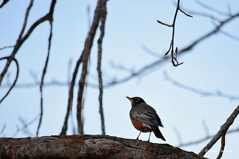 American Robin Another pioneer of spring, these birds fill the air with their beautiful song that brings hope and happiness to those who take the time to listen. Another sure sign of spring! Captured in north Idaho's Boundary wildlife management area. American Robin,Geotagged,Idaho,Turdus migratorius,United States,Winter,birds