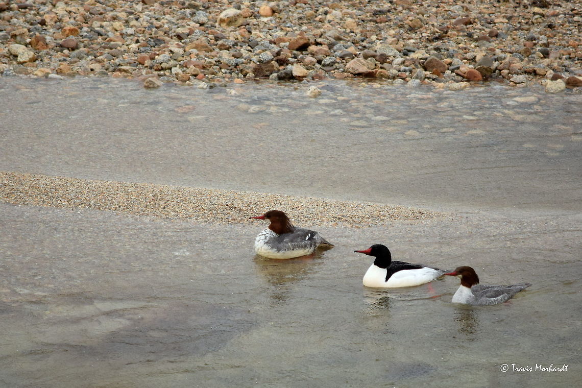 Common Mergansers Three common mergansers, a drake flanked by a hen on each side, spend a rainy day swimming around Smith Creek in north Idaho's Boundary wildlife management area. These birds, like most waterfowl species, are rather flighty when approached. To get this photo, I belly-crawled through several meters of tall, wet grass and was able to observe and snap a few shots before they let the current carry them out of sight. Thankfully I had my full rain gear with me! Common merganser,Geotagged,Idaho,Mergus merganser,United States,Winter,birds,waterfowl