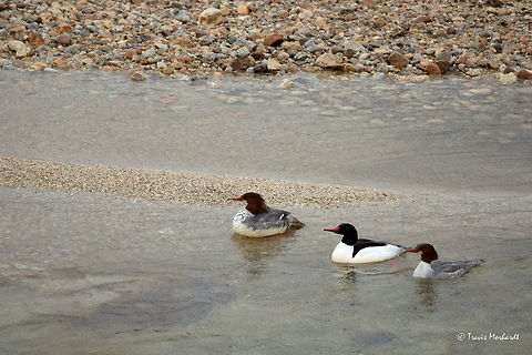 Common Mergansers Three common mergansers, a drake flanked by a hen on each side, spend a rainy day swimming around Smith Creek in north Idaho's Boundary wildlife management area. These birds, like most waterfowl species, are rather flighty when approached. To get this photo, I belly-crawled through several meters of tall, wet grass and was able to observe and snap a few shots before they let the current carry them out of sight. Thankfully I had my full rain gear with me! Common merganser,Geotagged,Idaho,Mergus merganser,United States,Winter,birds,waterfowl