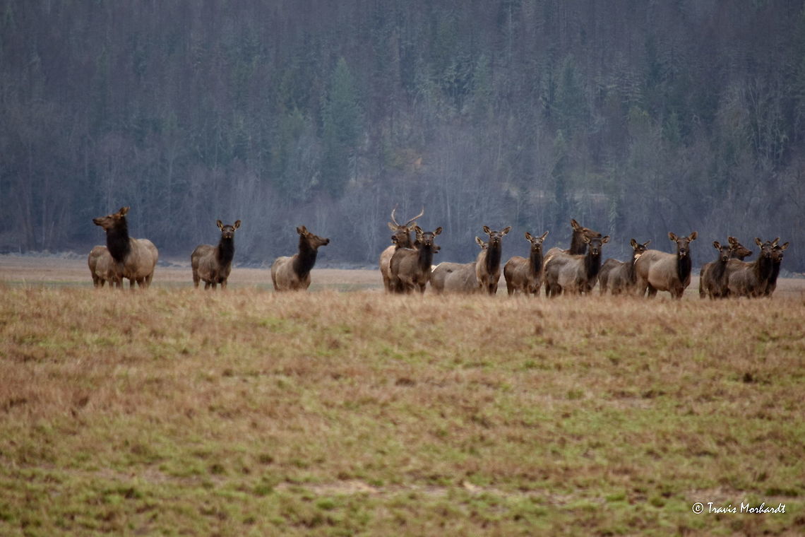 Elk Herd - Uh, What Do We Do? This herd of elk, comprised of mostly cows and calves with a few year-old bulls, has been coming down from the mountains on a daily basis to graze in this field. I drove out on this old muddy road to view them. They went into frantic panic mode once I stopped my truck, because most people just drive on past them and the elk are used to that. They aren't so used to a vehicle actually stopping on the road; it is out of the norm and therefor cause for alarm. I started moving again shortly after I snapped a few shots so they didn't feel like they had to run off for cover. Captured in the Kootenai River valley in north Idaho. Cervus canadensis,Elk,Geotagged,Idaho,Mammals,United States,Winter