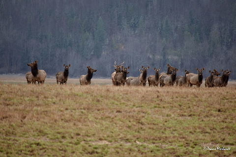 Elk Herd - Uh, What Do We Do? This herd of elk, comprised of mostly cows and calves with a few year-old bulls, has been coming down from the mountains on a daily basis to graze in this field. I drove out on this old muddy road to view them. They went into frantic panic mode once I stopped my truck, because most people just drive on past them and the elk are used to that. They aren't so used to a vehicle actually stopping on the road; it is out of the norm and therefor cause for alarm. I started moving again shortly after I snapped a few shots so they didn't feel like they had to run off for cover. Captured in the Kootenai River valley in north Idaho. Cervus canadensis,Elk,Geotagged,Idaho,Mammals,United States,Winter