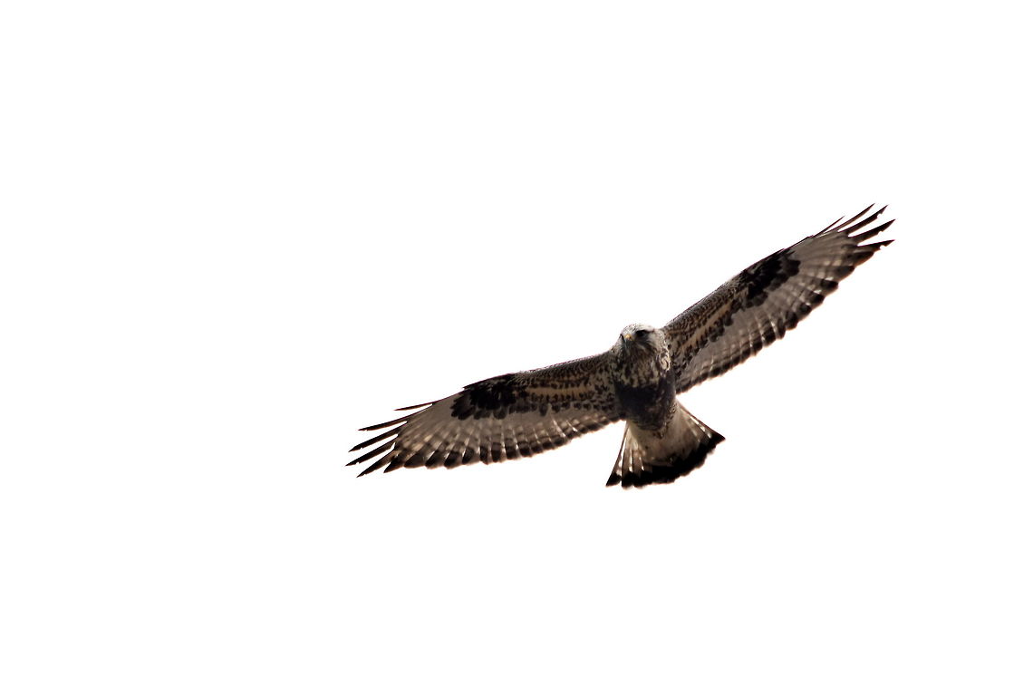 Rough-legged Hawk in Flight A rough-legged hawk circles above a field in the Kootenai River valley in north Idaho, searching for unsuspecting prey to swoop down upon. Just one of the many BOP (birds of prey) the area boasts home to. Birds of Prey,Buteo lagopus,Geotagged,Idaho,Rough-legged Buzzard,United States,Winter,birds
