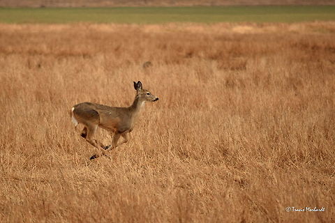 White-tailed Hop A fawn white-tailed deer runs to catch up with the other deer it was grazing with before I drove around the corner in my pickup. This photo reminds me of @Living Wild's springbok photos! :) Hopping along the Kootenai River in north Idaho. Geotagged,Idaho,Odocoileus virginianus,United States,White-tailed Deer,Winter,mammals