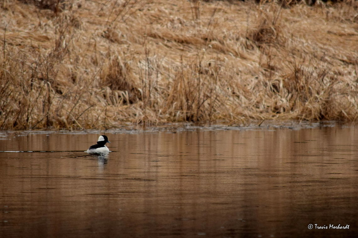 Drake Bufflehead A drake buffelhead duck swims around a flooded yard as he is on layover from his spring migration north. Captured in north Idaho. Bucephala albeola,Bufflehead,Geotagged,Idaho,United States,Winter,birds,ducks,waterfowl