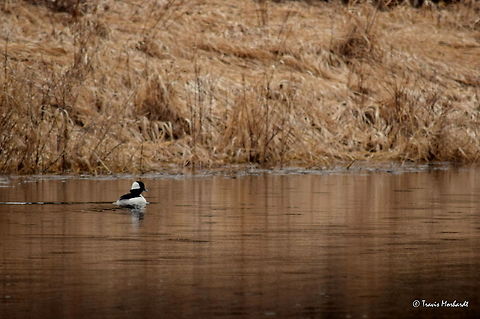 Drake Bufflehead A drake buffelhead duck swims around a flooded yard as he is on layover from his spring migration north. Captured in north Idaho. Bucephala albeola,Bufflehead,Geotagged,Idaho,United States,Winter,birds,ducks,waterfowl