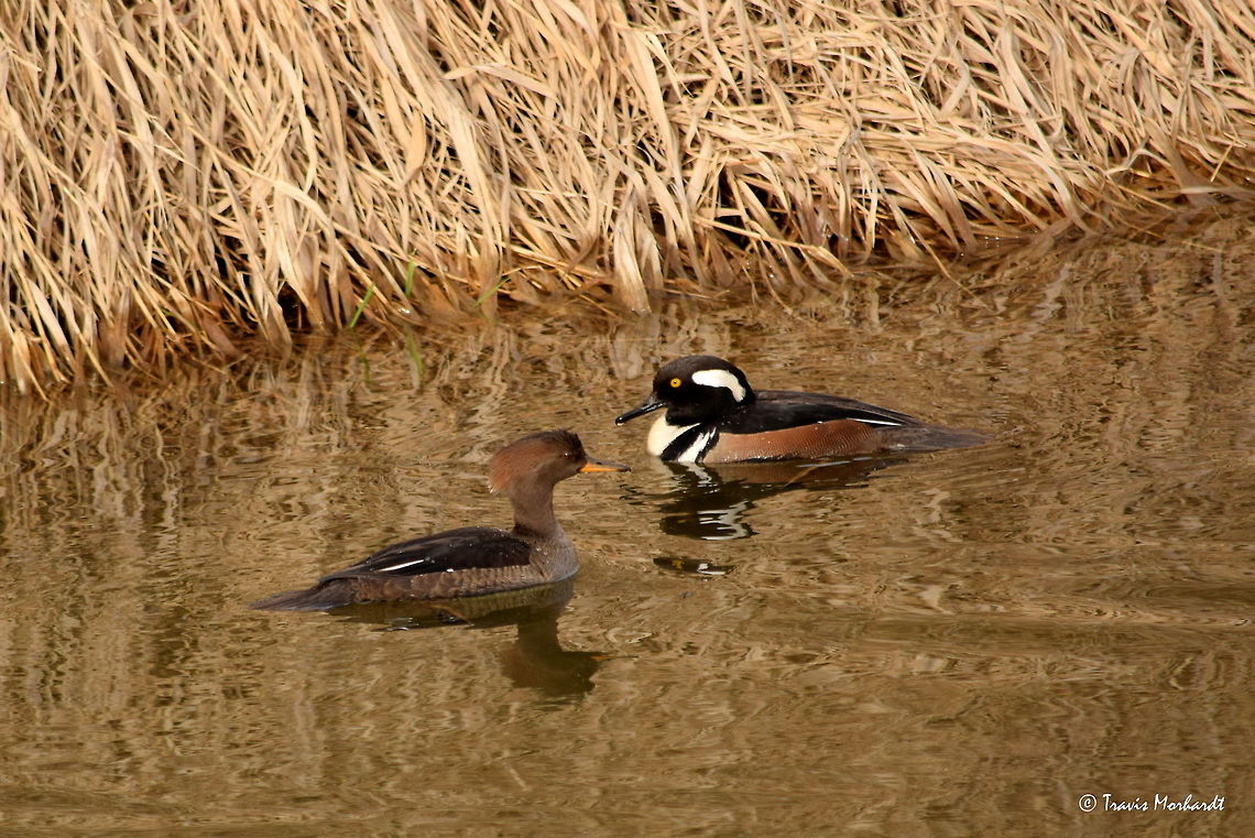 Drake and Hen Hooded Mergansers A pair of hooded mergansers swim along in a small canal along the road in the Kootenai Wildlife Refuge. Like most waterfowl, these birds will mate together for many seasons and will migrate each year with each other. Swimming in north Idaho. Geotagged,Hooded Merganser,Idaho,Lophodytes cucullatus,United States,Winter,birds,ducks,waterfowl