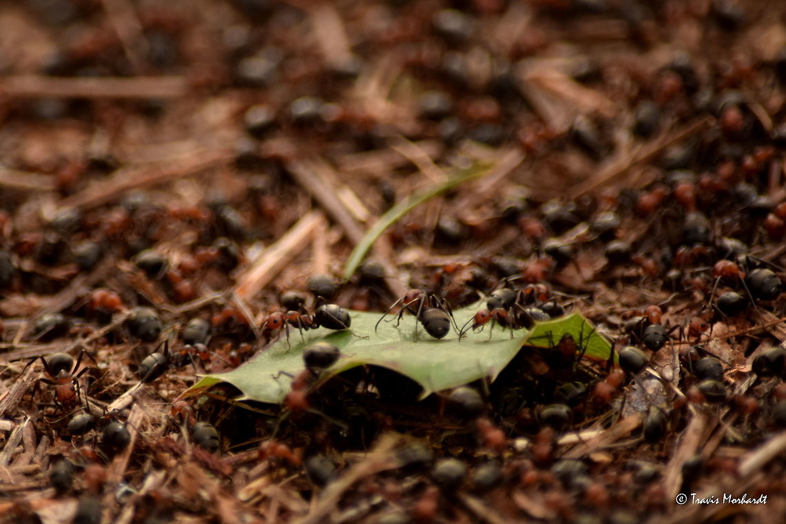 Mound Ant Colony A colony of mound ants always seem to be busy, but they never seem to be doing anything. They build large mounds, sometimes a meter high, and cover it in plant material. From a distance the mound looks just like that, a mound. But upon approaching one, it begins to move as thousands of ants crawl all over it. Crawling in north Idaho. Formica obscuripes,Geotagged,Idaho,Spring,United States,ants,insects