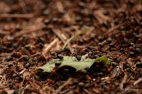 Mound Ant Colony A colony of mound ants always seem to be busy, but they never seem to be doing anything. They build large mounds, sometimes a meter high, and cover it in plant material. From a distance the mound looks just like that, a mound. But upon approaching one, it begins to move as thousands of ants crawl all over it. Crawling in north Idaho. Formica obscuripes,Geotagged,Idaho,Spring,United States,ants,insects