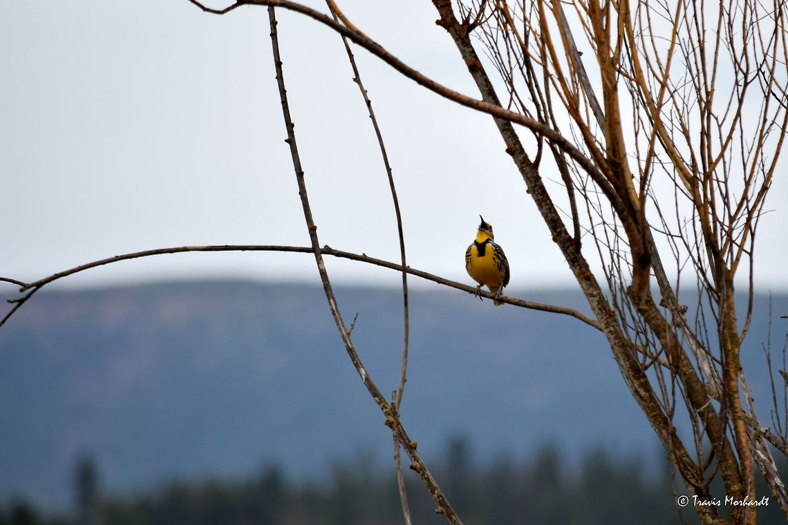 Western Meadowlark Singing This iconic bird is a common sight and its song a welcome sound come springtime. It stays in Idaho throughout the summer and migrates south in the fall. Singing in north Idaho. Geotagged,Idaho,Songbirds,Spring,Sturnella neglecta,United States,birds,western meadowlark