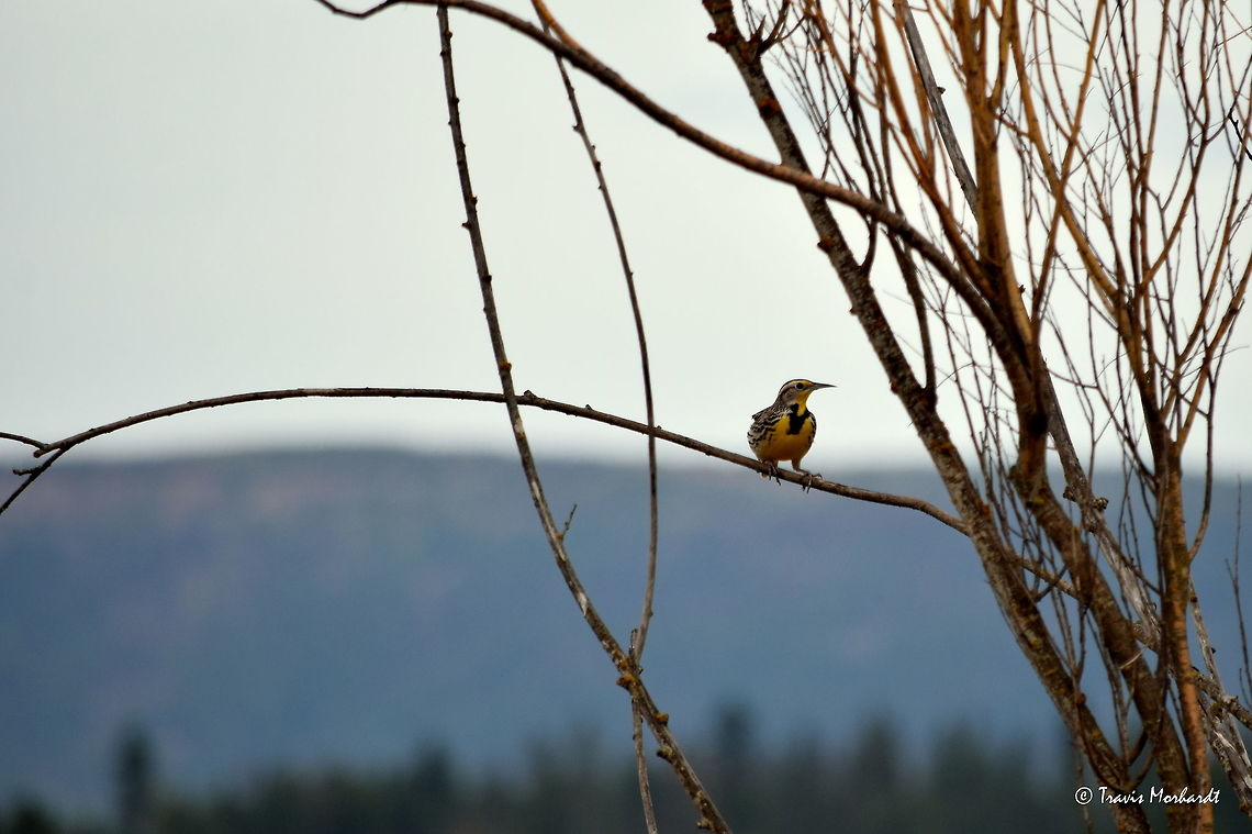 Western Meadowlark A western meadowlark perches on a small tree branch, listening to other males sing their songs out to mark their territory. Perching in north Idaho&#039;s Kootenai National Wildlife Refuge. Geotagged,Idaho,Spring,Sturnella neglecta,United States,birds,songbirds,western meadowlark
