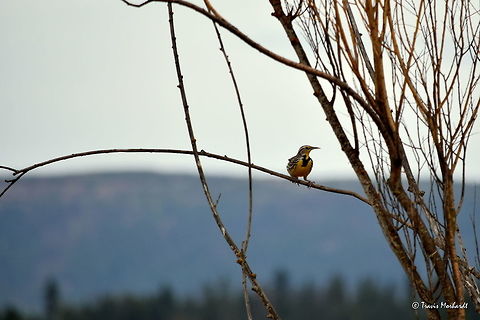 Western Meadowlark A western meadowlark perches on a small tree branch, listening to other males sing their songs out to mark their territory. Perching in north Idaho's Kootenai National Wildlife Refuge. Geotagged,Idaho,Spring,Sturnella neglecta,United States,birds,songbirds,western meadowlark