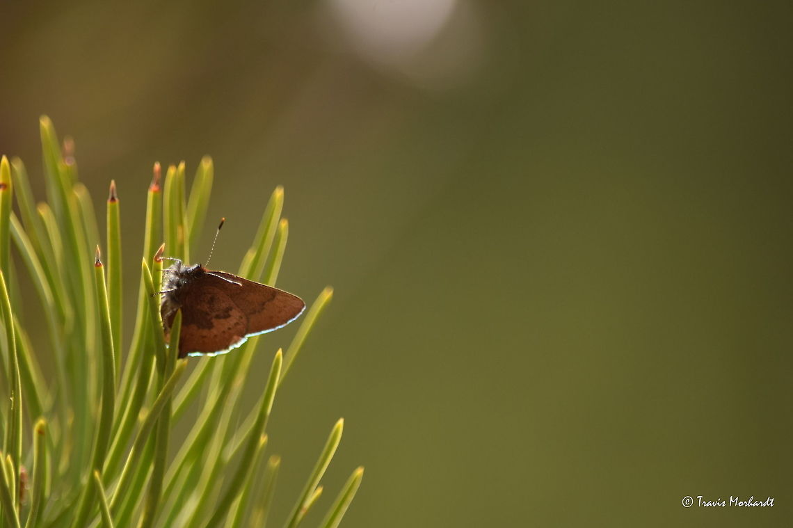 Small Butterfly A small butterfly perches on a young ponderosa pine in north Idaho&#039;s Selkirk Mountains. This butterfly was very flighty and was enjoying the warm afternoon sun. Not sure of the species yet, any help is appreciated! Geotagged,Idaho,Insects,Spring,United States,butterflies