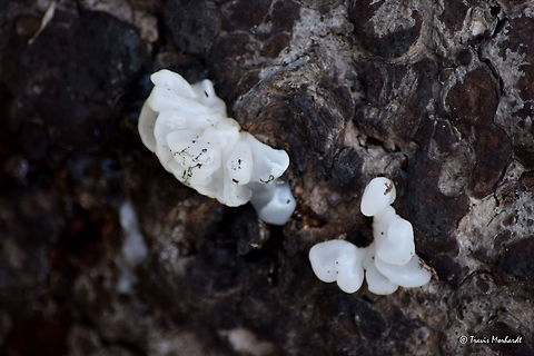 Unknown White Fungus An unknown white fungus found growing on a dead and burnt ponderosa pine in north Idaho's Selkirk Mountains. Fungi,Geotagged,Idaho,Spring,United States