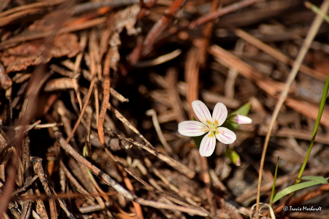 Claytonia lanceolata Claytonia lanceolata growing in north Idaho's Selkirk Mountains. Thanks to @morpheme and @WildFlower for the research that led to identification! Claytonia lanceolata,Geotagged,Idaho,Spring,United States,wildflowers