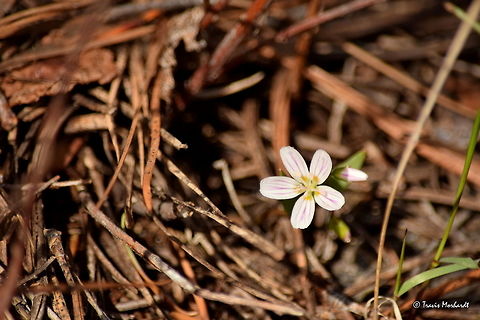Claytonia lanceolata Claytonia lanceolata growing in north Idaho's Selkirk Mountains. Thanks to @morpheme and @WildFlower for the research that led to identification! Claytonia lanceolata,Geotagged,Idaho,Spring,United States,wildflowers
