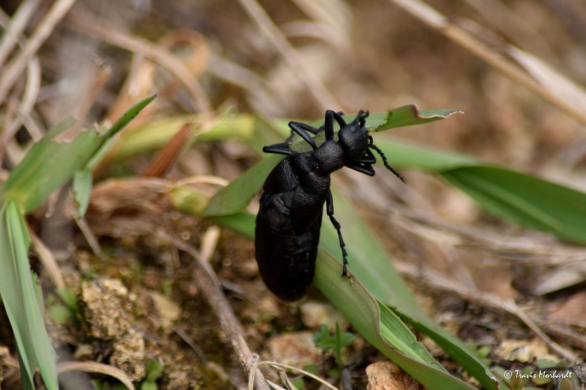 Short-winged Blister Beetle This is a rather large and fat short-winged blister beetle. These beetles get their names because when squeezed or threatened, they emit a chemical from their abdomen that causes skin irritation and blisters. Sometimes the burns can be considered second degree if enough of the chemical gets on your skin. These beetles are especially dangerous to livestock, as they often feed in hay fields and get wrapped up in hay bales, which are then in turn fed to farmer&#039;s livestock. They have been known to kill horses when ingested. Killing horses in north Idaho. Geotagged,Idaho,Meloe angusticollis,Short-winged Blister Beetle,Spring,United States,beetles,coleoptera,insects