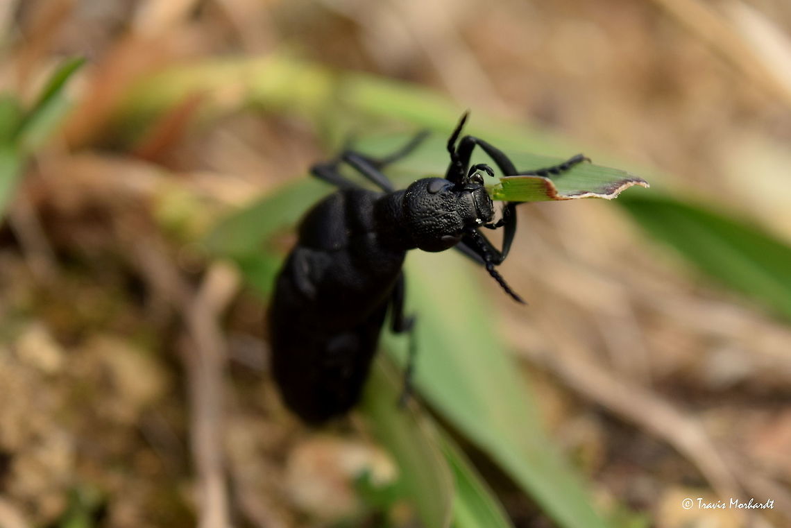Short-winged Blister Beetle Close-up A close-up shot of a short-winged blister beetle, Meloe angusticollis, feeding on a blade of grass in north Idaho&#039;s Selkirk Mountains. Coleoptera,Geotagged,Idaho,Meloe angusticollis,Short-winged Blister Beetle,Spring,United States,beetles,insects
