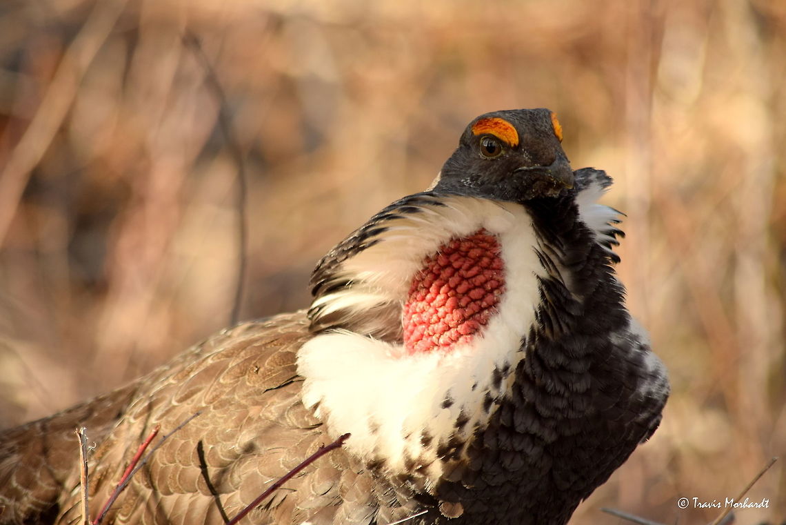 Juvenile Dusky Grouse Cock Close-up A close-up of a juvenile dusky grouse male while displaying and humming on a fallen tree. These birds are in full mating season right now and are a common sight and sound in the mountains. Humming in north Idaho&#039;s Selkirk Mountains. Dendragapus obscurus,Dusky Grouse,Geotagged,Idaho,Spring,United States,birds,grouse