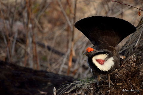 Cock Dusky Grouse Displaying A mature male dusky grouse shows off his stuff as the sun sets over the mountains. These birds are quite interesting in their seasonal migratory habits, as they actually move to higher elevations during winter, and return to lower elevations during spring to mate. Showing off in north Idaho's Selkirk Mountains. Dendragapus obscurus,Dusky Grouse,Geotagged,Idaho,Spring,United States,birds,grouse
