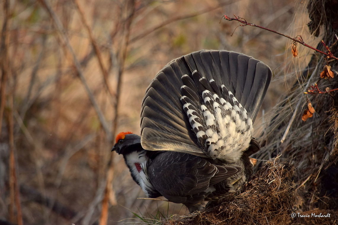 Cock Dusky Grouse - Talk to the Butt A male dusky grouse turns to show his showy tail feathers as he waddles off his his display log to get away from the encroaching photographer. Running away in north Idaho&#039;s Selkirk Mountains.  Dendragapus obscurus,Dusky Grouse,Geotagged,Spring,United States,birds,grouse,idaho