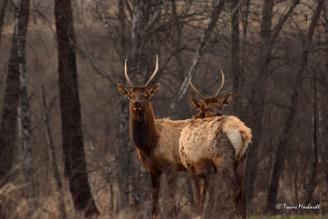 Holy Spikes! A duo of adolescent elk bulls stare curiously at the stopped vehicle as they were seen grazing in a grassy field along the road. These young bulls are probably 1 1/2 years old. They will likely grow raghorns this year (more than spikes, but not the typical 5 or 6 point antlers) and will leave the cows and calves they have lived with until now and will spend next fall and winter with other bulls. Captured in north Idaho. Cervus canadensis,Elk,Geotagged,Idaho,Spring,United States,mammals