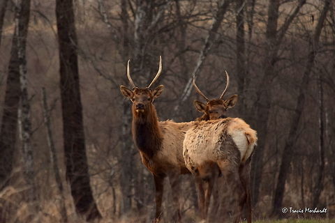 Holy Spikes! A duo of adolescent elk bulls stare curiously at the stopped vehicle as they were seen grazing in a grassy field along the road. These young bulls are probably 1 1/2 years old. They will likely grow raghorns this year (more than spikes, but not the typical 5 or 6 point antlers) and will leave the cows and calves they have lived with until now and will spend next fall and winter with other bulls. Captured in north Idaho. Cervus canadensis,Elk,Geotagged,Idaho,Spring,United States,mammals