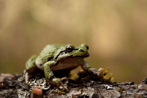 Pacific Tree Frog I found this guy while I was sorting through a box full of ropes I use for work. He must have liked it because it was in a dark place and the ropes were damp from being in the water. I transplanted him to a more natural habitat, and took a few shots during the process. Captured in north Idaho. Amphibians,Geotagged,Idaho,Pacific tree frog,Pseudacris regilla,Spring,United States,frog