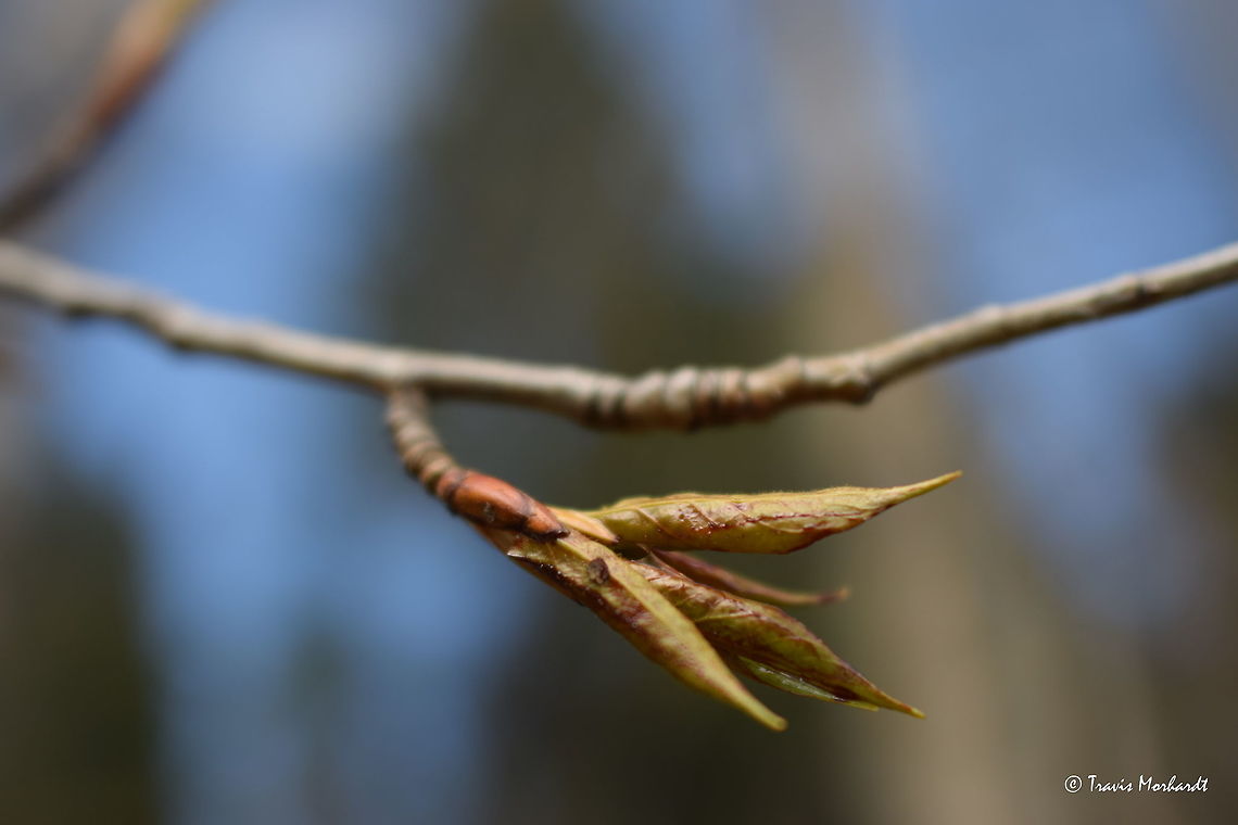 Cottonwood Bud The cottonwood trees are budding out all over. The buds are very sticky and stick to everything as the wind blows them off the trees. Captured in north Idaho. Geotagged,Idaho,Populus trichocarpa,Spring,United States,trees