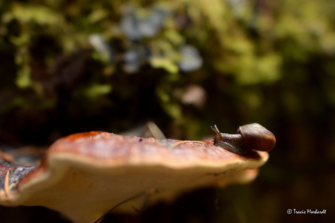 Snail A common land snail found in dark, damp coniferous forests of north Idaho. Still working on the species. Geotagged,Idaho,Molluscs,Spring,United States