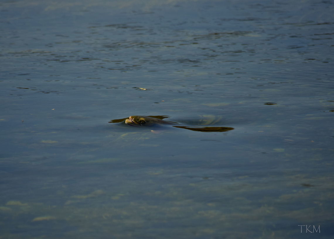 Rise A Yellowstone cutthroat trout rises to slurp an emerging mayfly on the surface of the Yellowstone River in Yellowstone National Park&#039;s Hayden Valley. Geotagged,Oncorhynchus clarkii bouvieri,Summer,United States,Wyoming,Yellowstone National Park,Yellowstone cutthroat trout,fish