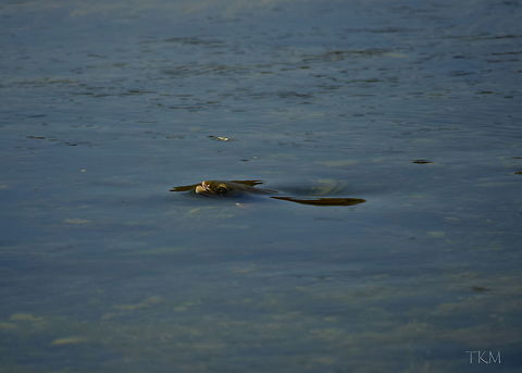 Rise A Yellowstone cutthroat trout rises to slurp an emerging mayfly on the surface of the Yellowstone River in Yellowstone National Park's Hayden Valley. Geotagged,Oncorhynchus clarkii bouvieri,Summer,United States,Wyoming,Yellowstone National Park,Yellowstone cutthroat trout,fish