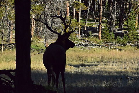 Bull Elk Silhouette The silhouette of a bull elk in Yellowstone National Park, Wyoming. Cervus canadensis,Elk,Geotagged,Summer,United States,Wyoming,Yellowstone National Park,mammals