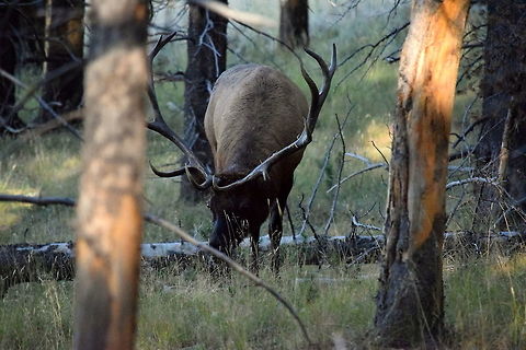 Bull Elk Feeding A bull elk browsing on some grass in Yellowstone National Park, Wyoming. Cervus canadensis,Elk,Geotagged,Summer,United States,Wyoming,Yellowstone National Park,mammals