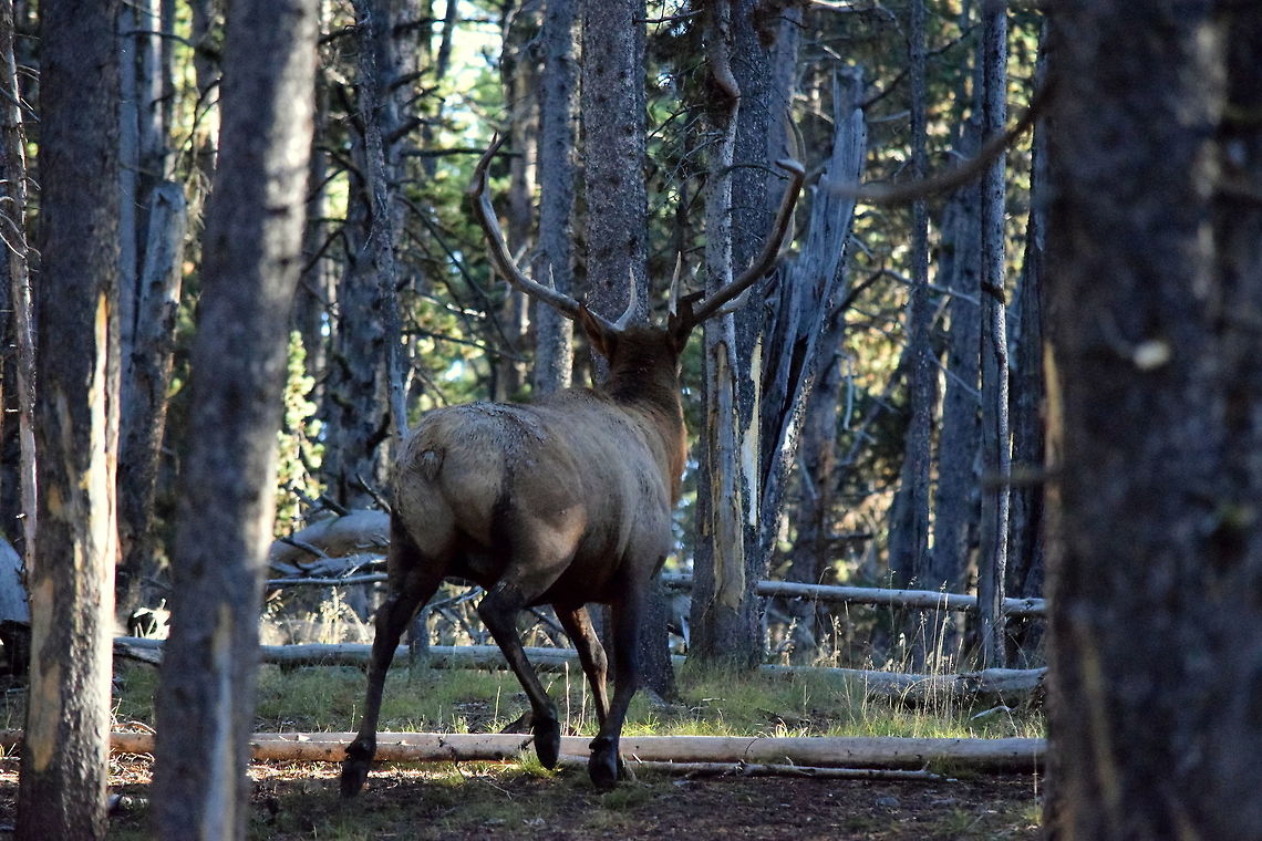 Bull Elk Rump A bull elk showing his less-desirable half as he trots through the timber in Yellowstone National Park, Wyoming. Cervus canadensis,Elk,Geotagged,Summer,United States,Wyoming,Yellowstone National Park,mammals