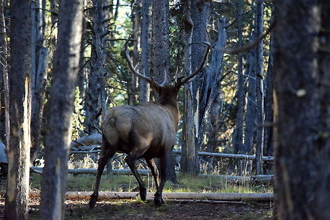 Bull Elk Rump A bull elk showing his less-desirable half as he trots through the timber in Yellowstone National Park, Wyoming. Cervus canadensis,Elk,Geotagged,Summer,United States,Wyoming,Yellowstone National Park,mammals