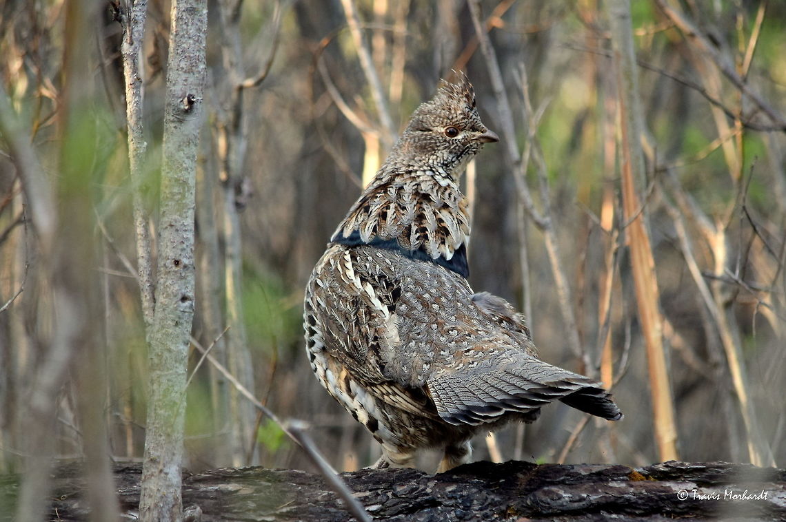 Ruffed Grouse on His Drumming Log A male ruffed grouse looks over his shoulder before jumping off of his drumming log in a young aspen stand in north Idaho&#039;s Selkirk Mountains. Birds,Bonasa umbellus,Geotagged,Idaho,Ruffed grouse,Spring,United States