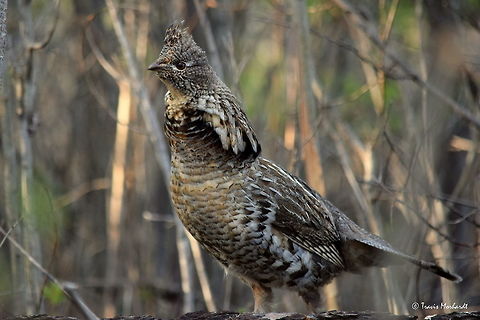 Ruffed Grouse on His Drumming Log A male ruffed grouse, perched on top of his favorite drumming log. Every spring, male ruffed grouse partake in an unusual courtship, where they pick a fallen tree as their stage. They then beat their wings forward in front of their body at such a speed that it creates a vacuum and a small sonic boom. A single drumming event may include 40 individual beats in rapid succession, and they drum about every 4-6 minutes. I have timed this bird at about 4 minutes and 30 seconds between drumming sessions. Also, they have been known to drum year round, permitting their drumming logs aren't buried in snow or too swamped out by water.

I sat for 30 minutes after work two different nights, and the third night, I was successful in photographing this extremely shy bird. Since these photographs, I have sat in front of this log, his favorite, and in front of another lesser used log for a total of 6 hours, nearly 8 hours in all for a half dozen photos and three appearances total! I just recently discovered that he has a third log he drums from when spooked from his other two. Photographing this bird has really tested my patience as a nature observer and photographer, but I really have enjoyed the technical aspect of photographing this shy bird. My ultimate goal is to get video of him drumming. For now, I have posted a really good video I found of a ruffed grouse drumming. Bonasa umbellus,Geotagged,Idaho,Ruffed grouse,Spring,United States,birds