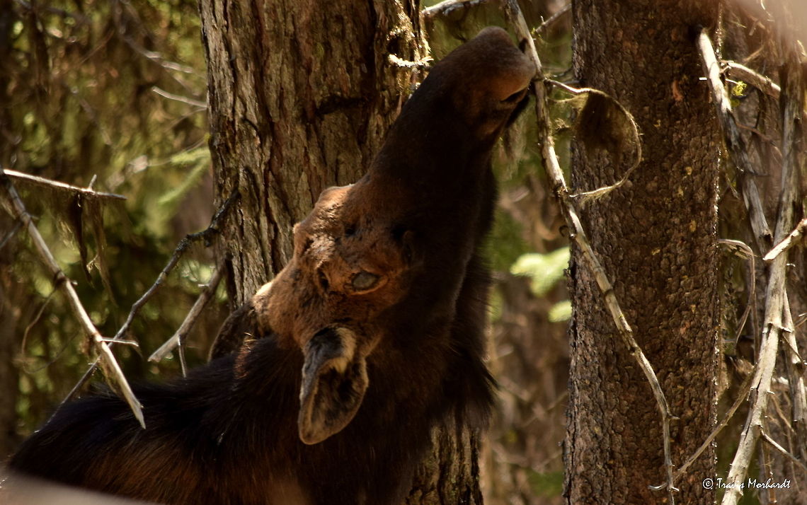 Bull Moose - Regrowth A bull moose looks for something to eat along the dead branches of some evergreen trees. You can very clearly see the grey knob between his ear and eye - the base where a new antler will soon start to grow from once again. Captured in north Idaho&#039;s Selkirk Mountains. Alces alces,Geotagged,Idaho,Moose,Spring,United States,mammals