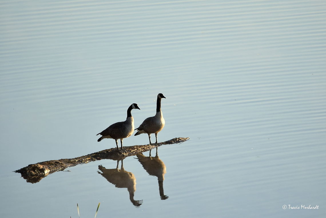 Goose Reflections A pair of geese stand side-by-side as the early morning sun lights up a new day. Many pairs of geese have been frequenting these waters, and soon goslings will be seen trailing these paired geese. Captured in north Idaho. Branta canadensis,Canada goose,Geotagged,Idaho,Spring,United States,birds,waterfowl