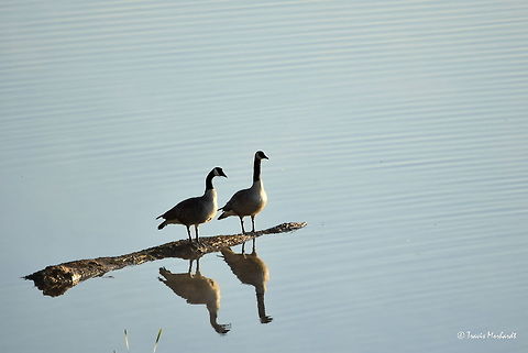 Goose Reflections A pair of geese stand side-by-side as the early morning sun lights up a new day. Many pairs of geese have been frequenting these waters, and soon goslings will be seen trailing these paired geese. Captured in north Idaho. Branta canadensis,Canada goose,Geotagged,Idaho,Spring,United States,birds,waterfowl