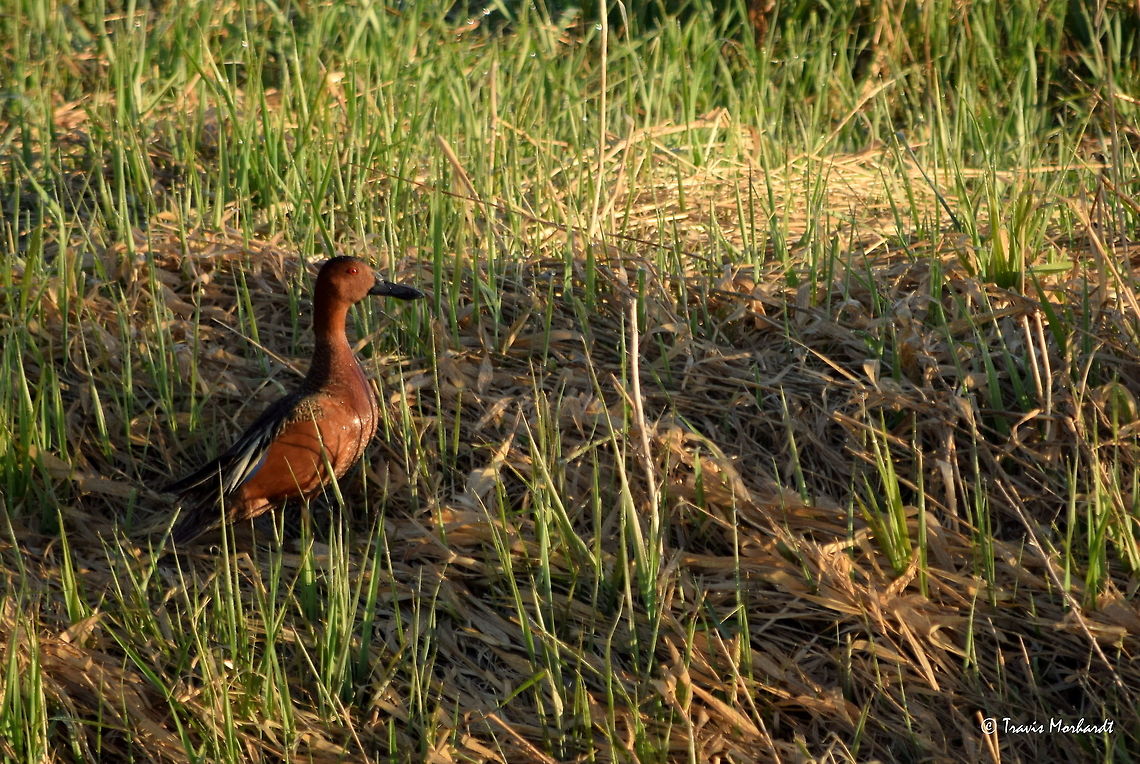Cinnamon Teal Drake A male cinnamon teal stands guard as his mate (not pictured) rustles through the grass, likely to a nesting site. These are some of the more beautifully colored waterfowl I have seen, in my opinion. Photographed in north Idaho. Anas cyanoptera,Cinnamon teal,Geotagged,Idaho,Spring,United States,birds,waterfowl