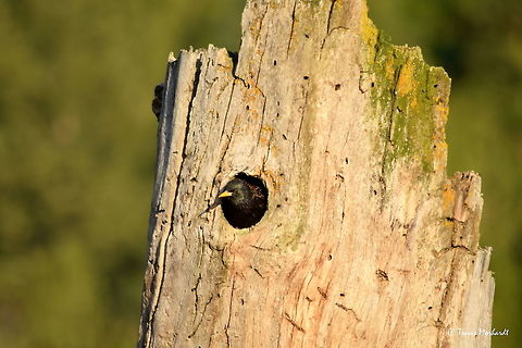 European Starling A European starling peaks out of a hole in a dead tree where she is nesting. Most likely, she stole it from another bird and kicked it out so she could use it as a nesting site. These birds are a non-native to North America and often seen as a nuisance and unwanted pest. Unwanted in north Idaho. Common Starling,Geotagged,Idaho,Non-native,Spring,Sturnus vulgaris,United States,birds