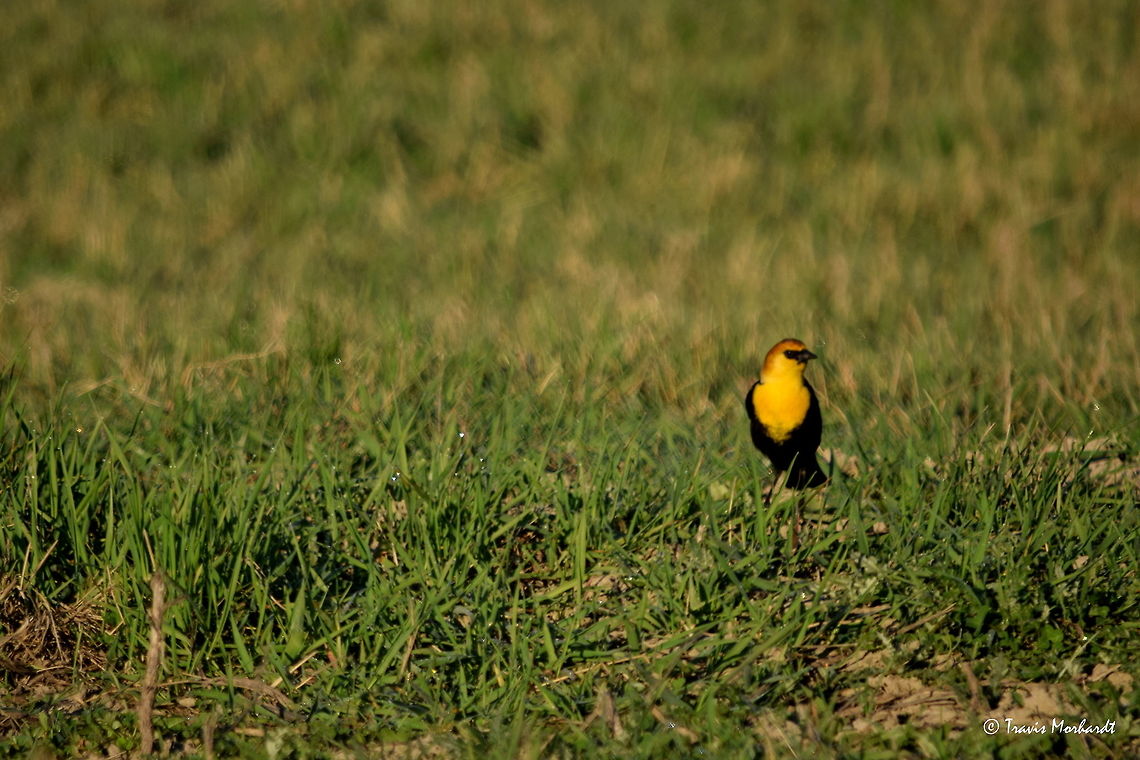 Yellow-headed Blackbird A yellow-headed blackbird observes his surroundings as he picks through the grass for something to eat. Another migratory bird, returning to north Idaho to indicate the onset of spring. Geotagged,Idaho,Spring,United States,Xanthocephalus xanthocephalus,Yellow-headed Blackbird,birds